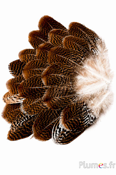 Zilverfazant - 12-14 cm - wit-chocolade-natuurlijk